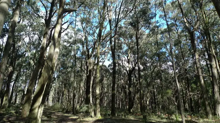 Seventh view of Homely land listing, 605 Daylesford-Trentham Road, Musk VIC 3461
