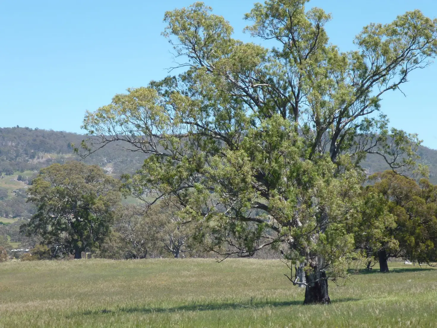 Main view of Homely rural property listing, 20 Smiths Lane, Sutton Grange VIC 3448