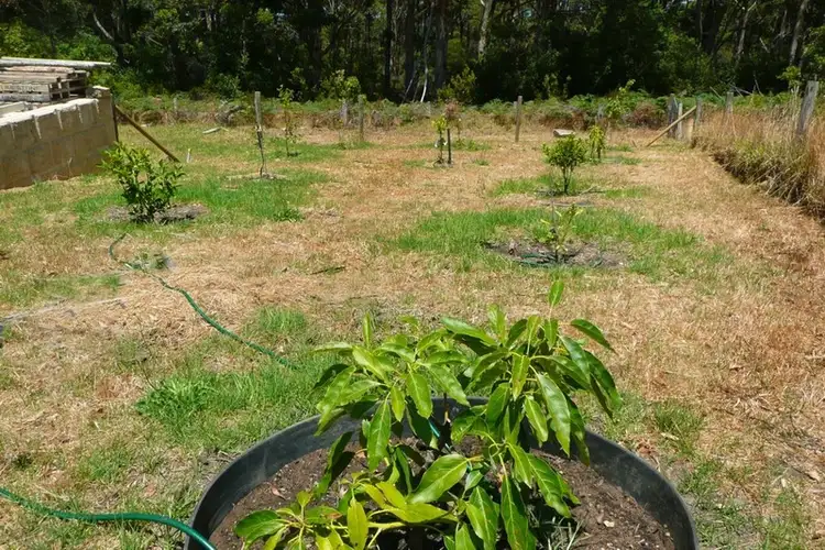 Fourth view of Homely land listing, 5 Tomkin Drive, Denmark WA 6333