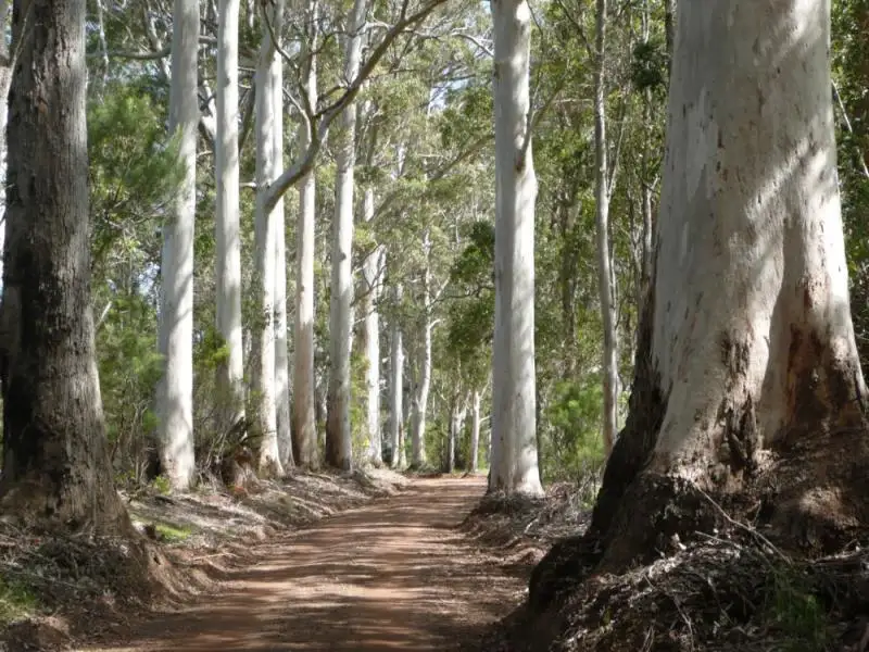 Main view of Homely rural property listing, 86 Barry Road, Denmark WA 6333
