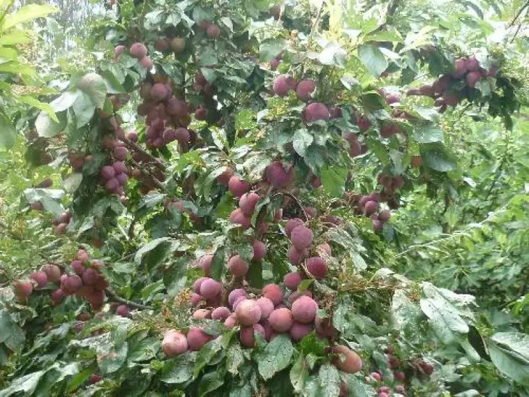 Seventh view of Homely rural property listing, Address available on request