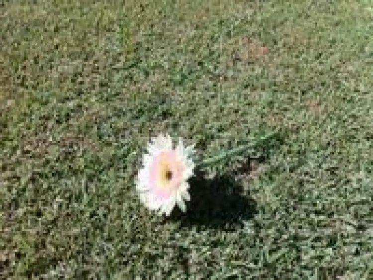 Main view of Homely land listing, 47 Hardey East Road, Wattle Grove WA 6107