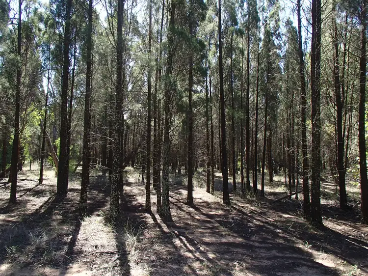 Sixth view of Homely rural property listing, 277 Cypress Drive, Yarrawonga NSW 2850