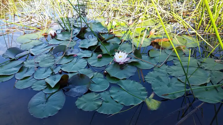 Sixth view of Homely land listing, 61 Wonga Road, Narooma NSW 2546