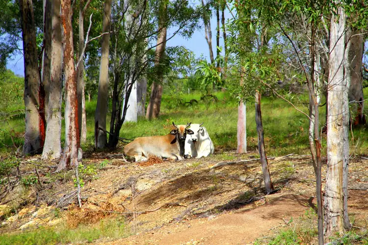 Seventh view of Homely house listing, 15 Tanby Post Office Road, Tanby QLD 4703