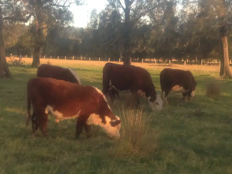 Fifth view of Homely rural property listing, 364 Six Mile Road, Eagleton NSW 2324