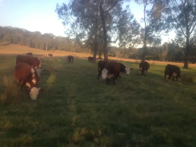 Sixth view of Homely rural property listing, 364 Six Mile Road, Eagleton NSW 2324