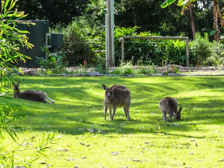 Seventh view of Homely house listing, 259 Eumarella Road, Weyba Downs QLD 4562