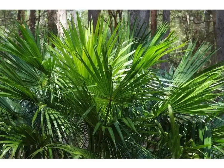 Seventh view of Homely land listing, 56 Forest Ridge Drive, Doonan QLD 4562