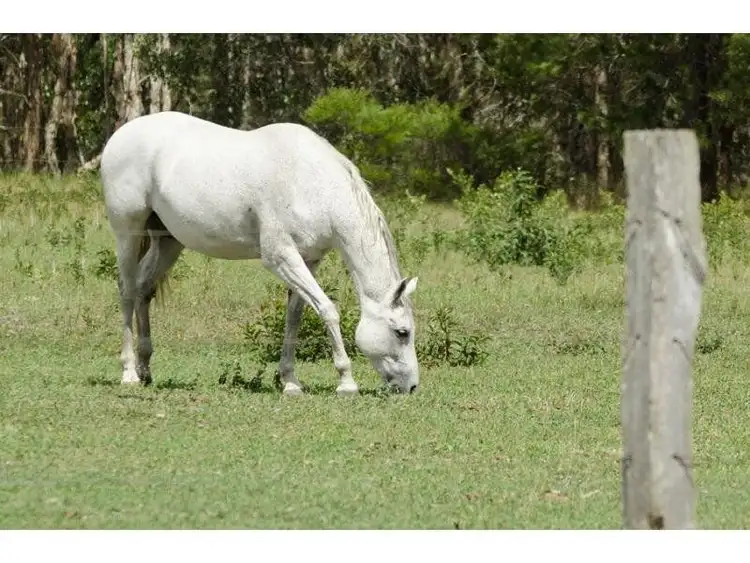 Seventh view of Homely rural property listing, 13 Amaroo Place, Cooroibah QLD 4565