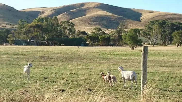 Sixth view of Homely rural property listing, "ALMOND GR/222 Three Chain Road, Sanderston SA 5237
