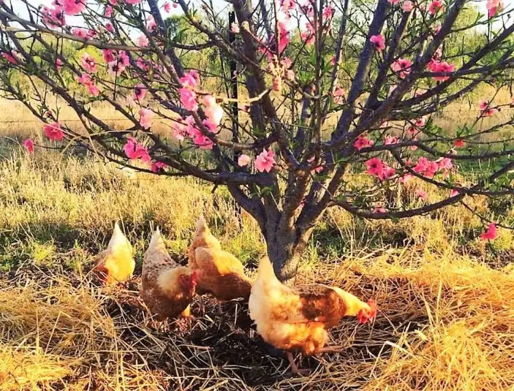 Second view of Homely house listing, 237 Price Street, Chinchilla QLD 4413