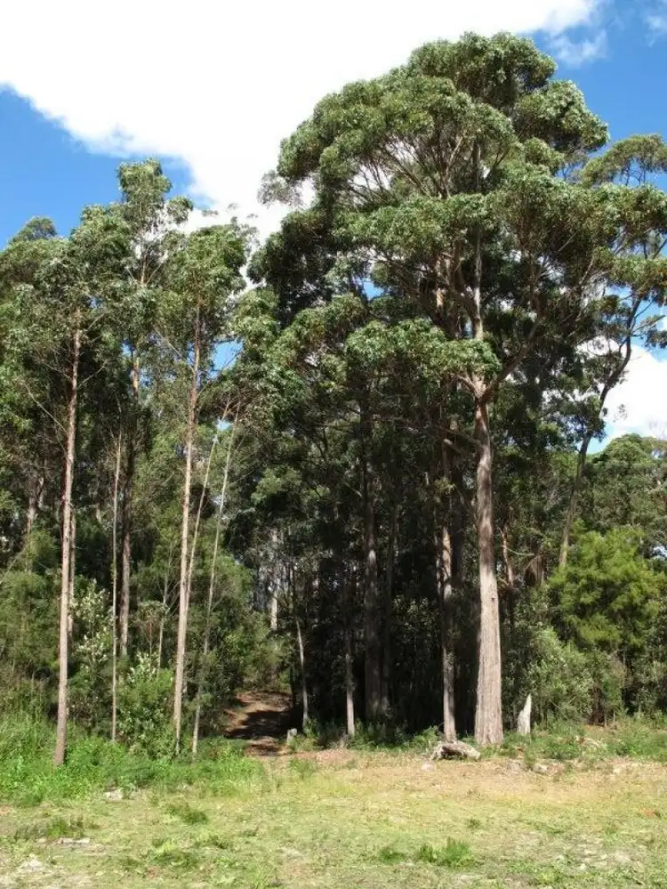 Third view of Homely land listing, 6 Lyndal Drive, Eaglehawk Neck TAS 7179