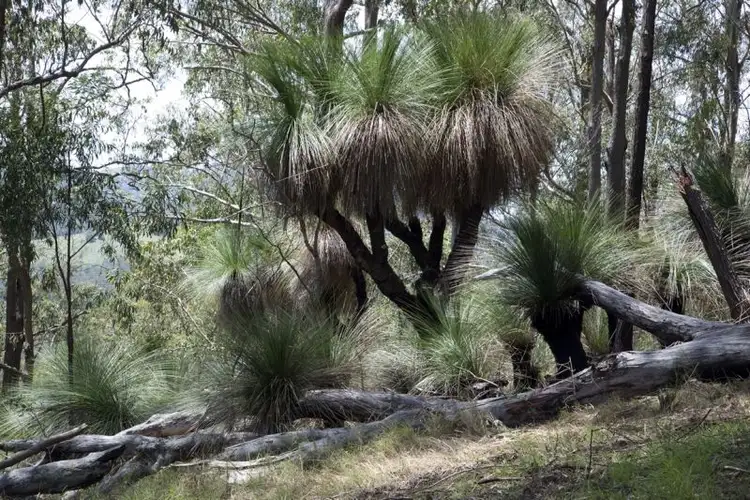 Second view of Homely rural property listing, Lot 2, 248 Callaghans Creek Road, Bundook NSW 2422