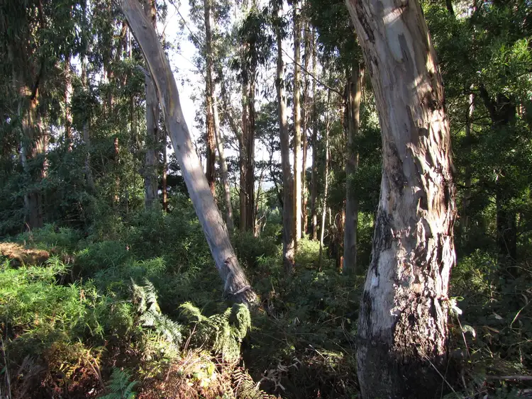 Seventh view of Homely land listing, 610 Amiets Road, Wyelangta VIC 3237