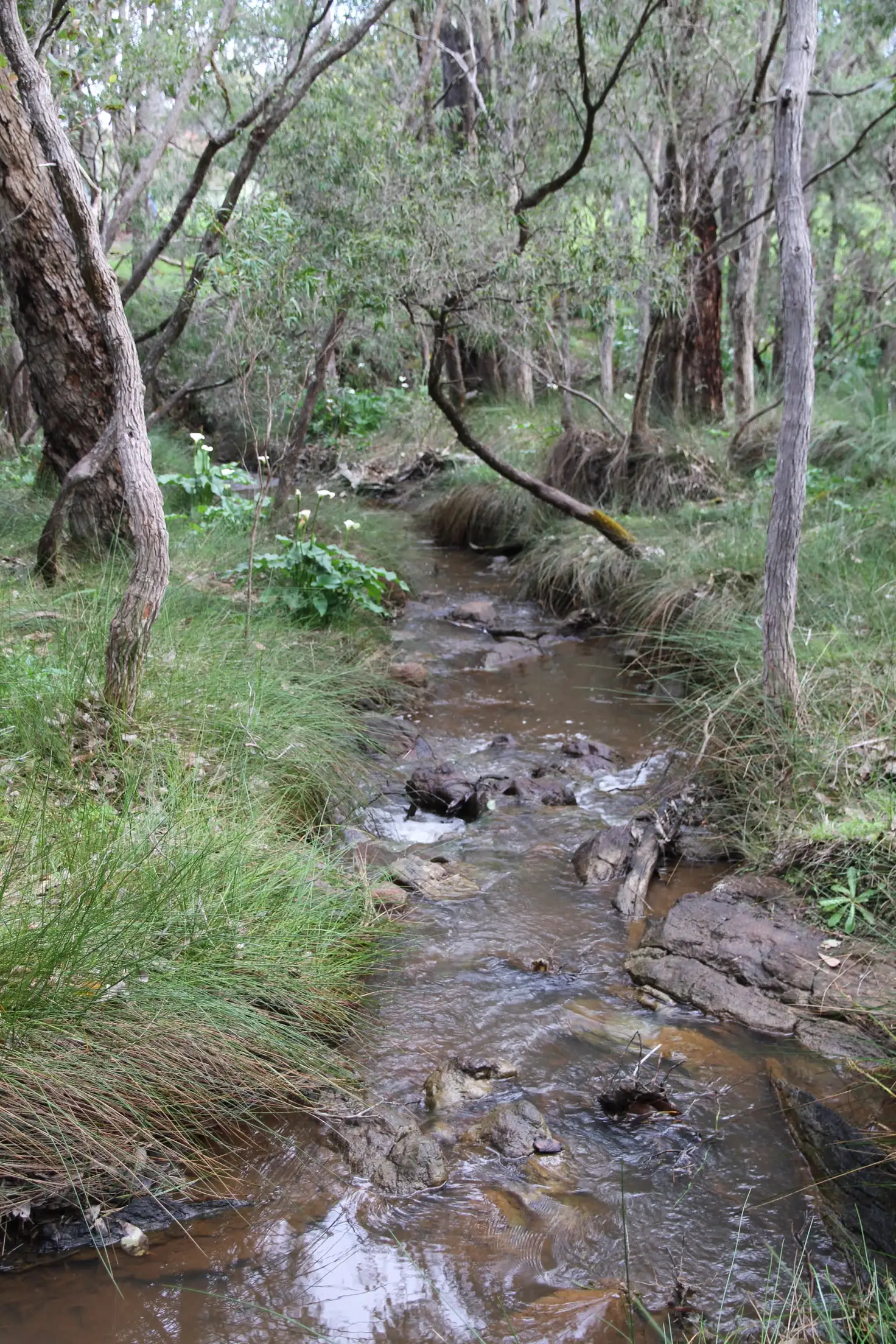 Main view of Homely land listing, 11 Honeycomb Lane, Yallingup WA 6282