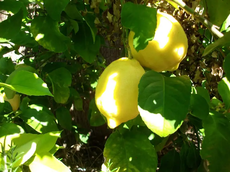 Sixth view of Homely townhouse listing, 3A Babbage Crescent, Griffith ACT 2603