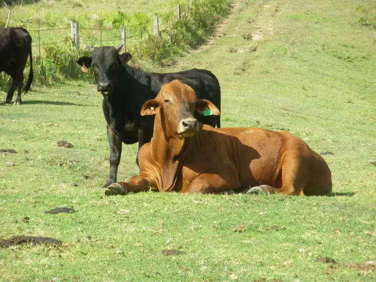 Third view of Homely land listing, 460 Eastern Mary River Road, Conondale QLD 4552