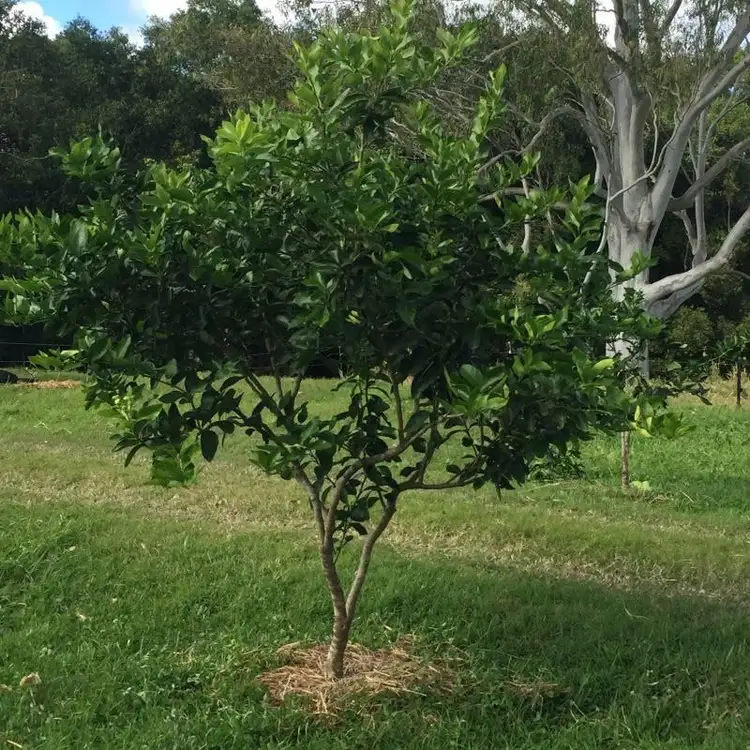 Seventh view of Homely land listing, 173 Stewart Road, Coondoo QLD 4570