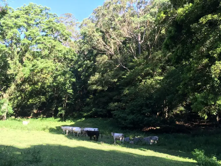 Seventh view of Homely rural property listing, 205 Gerringong Creek Road, Kangaroo Valley NSW 2577