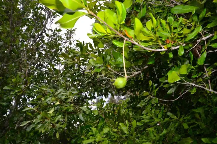 Fifth view of Homely rural property listing, 2461 Gatton Esk Road, Buaraba QLD 4311