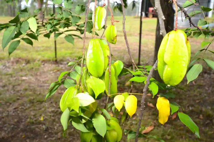 Sixth view of Homely rural property listing, 2461 Gatton Esk Road, Buaraba QLD 4311
