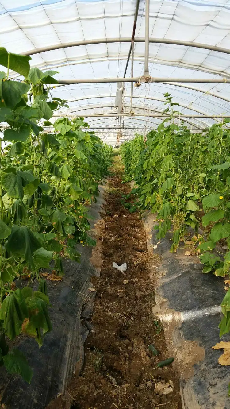 Seventh view of Homely rural property listing, 1395-1415 Chambers Flat Road, Chambers Flat QLD 4133