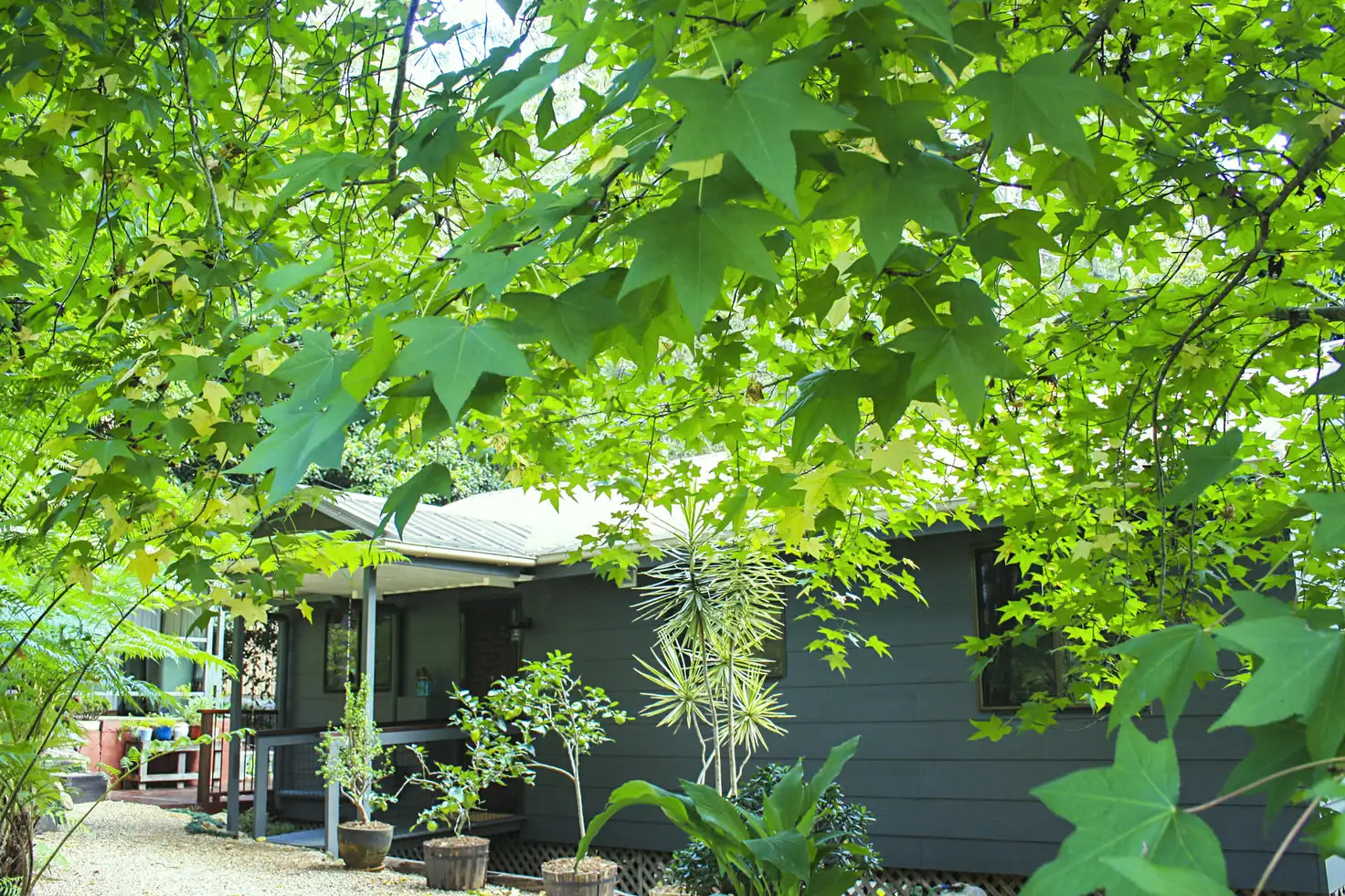 Main view of Homely house listing, 16 Lucania Court, Tamborine Mountain QLD 4272