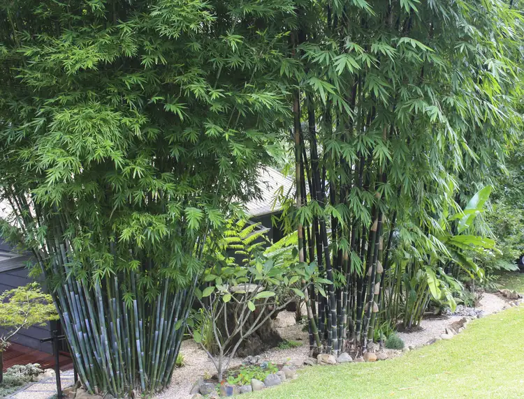 Fourth view of Homely house listing, 16 Lucania Court, Tamborine Mountain QLD 4272