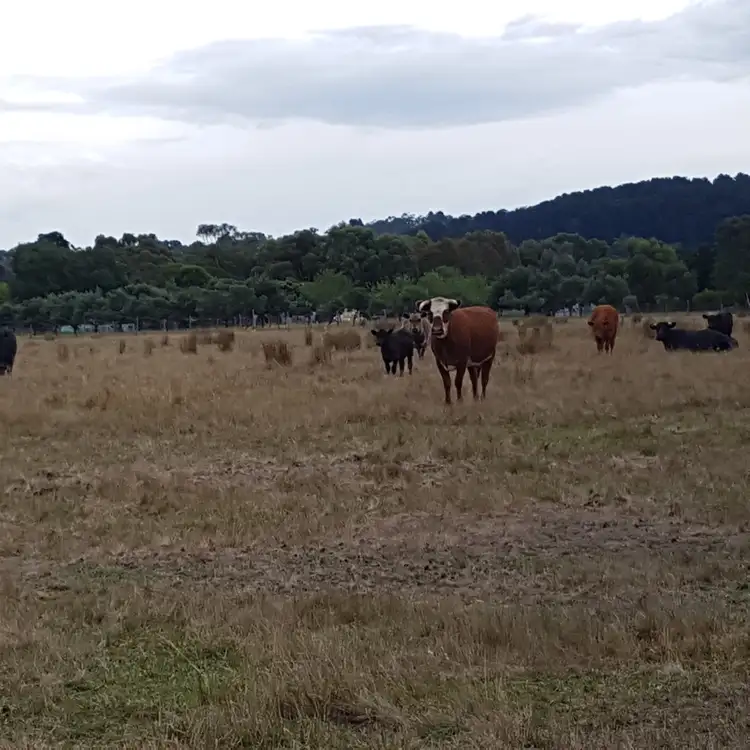 Fifth view of Homely land listing, 611 Glenburnie Road, Eden Park VIC 3757