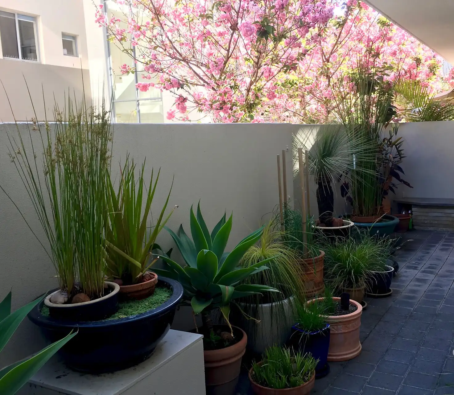 Main view of Homely apartment listing, 24/110 Wellington Street, Waterloo NSW 2017