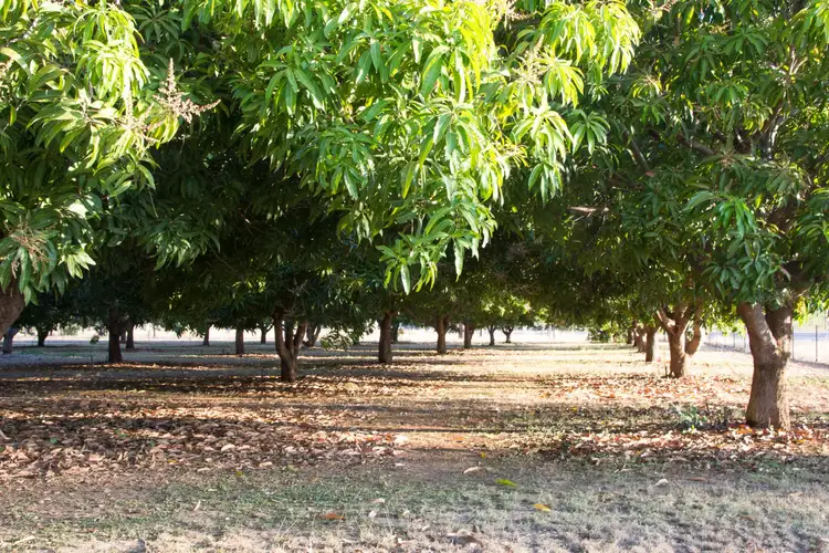 Fifth view of Homely rural property listing, Lot 1808, 205 Zimin Drive, Katherine NT 850