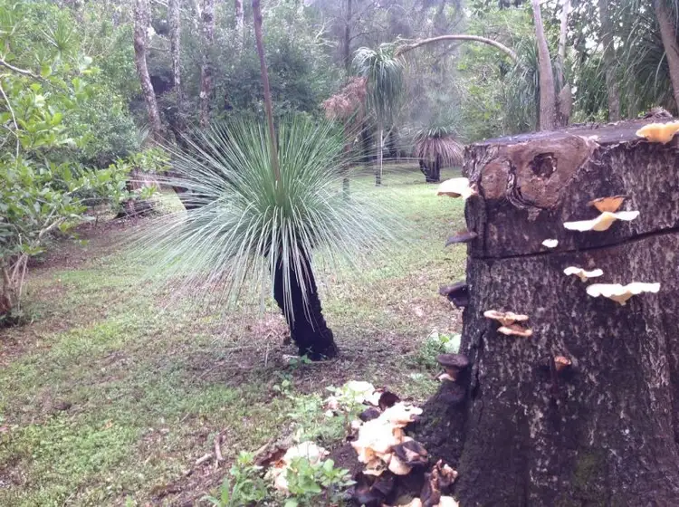 Seventh view of Homely rural property listing, 55 Crooks Valley Road, Crystal Creek NSW 2484