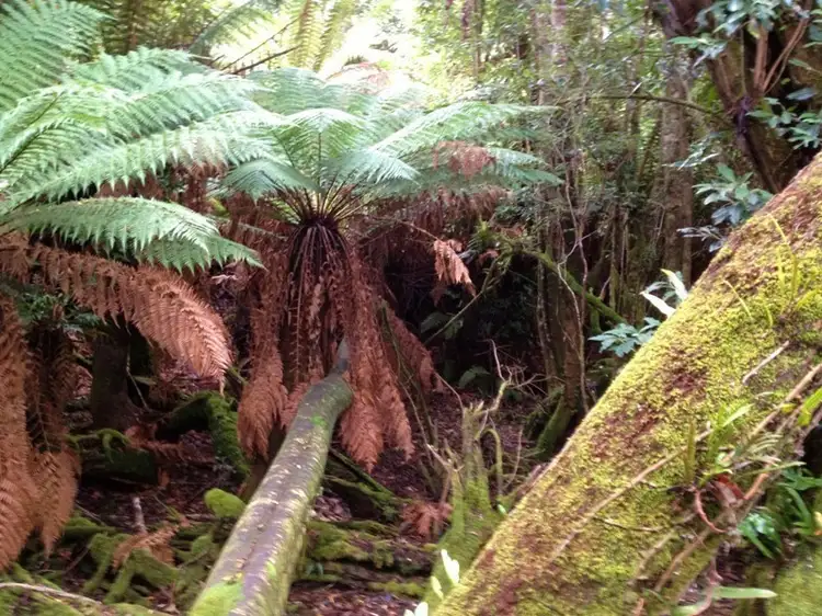 Sixth view of Homely land listing, Lot 1 Halls Track Road, Pelverata TAS 7150