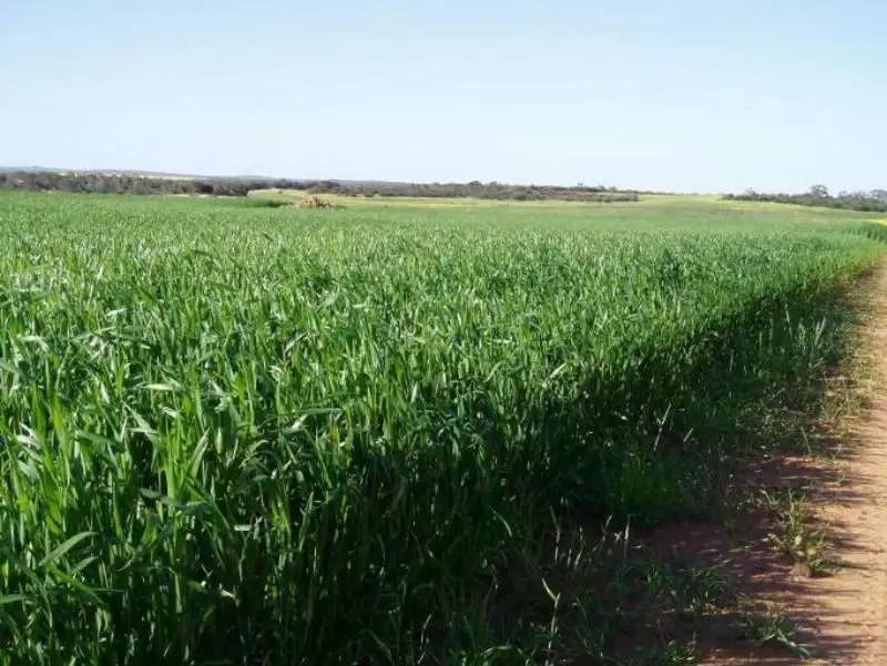 Main view of Homely rural property listing, 1105 Coorow Green Head Road, Coorow WA 6515