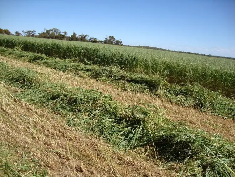 Third view of Homely rural property listing, 1105 Coorow Green Head Road, Coorow WA 6515