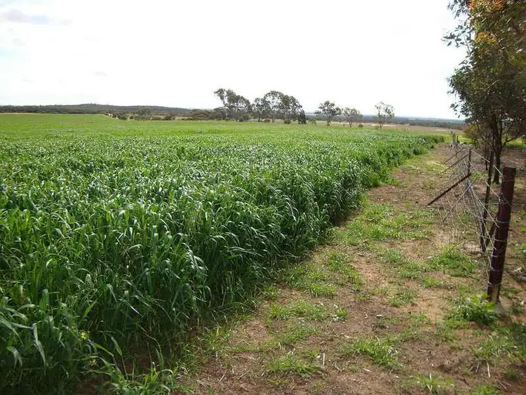 Fourth view of Homely rural property listing, 1105 Coorow Green Head Road, Coorow WA 6515