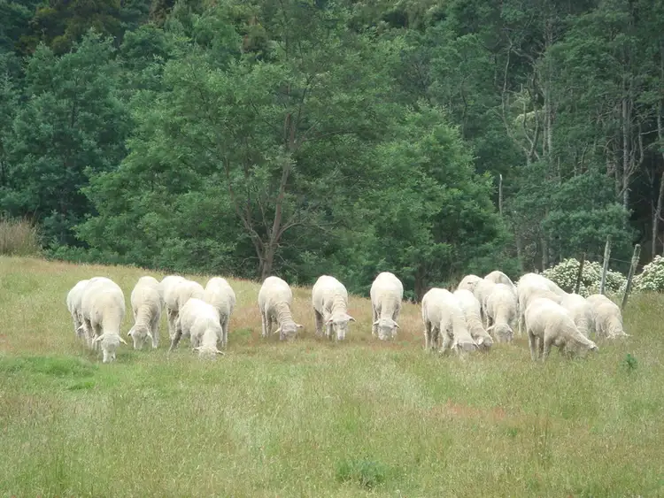 Fifth view of Homely land listing, 635 Gulf Road, Liffey TAS 7301