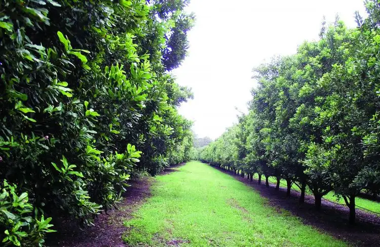 Second view of Homely rural property listing, 114 Newsavale Road, Wolvi QLD 4570