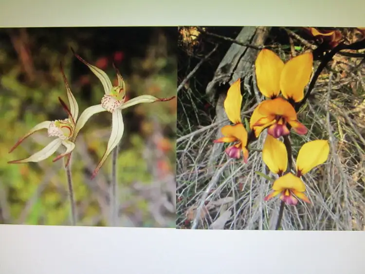 Fifth view of Homely land listing, LOT 52, 7746 Borden-Bremer Bay Rd, Bremer Bay WA 6338