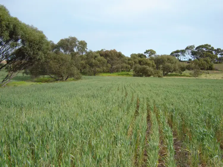 Fifth view of Homely rural property listing, 102 Wark Rd, Tailem Bend SA 5260
