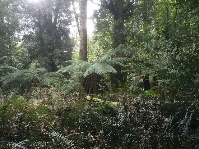 Main view of Homely land listing, 11260 Higland Lakes Road, Deloraine TAS 7304