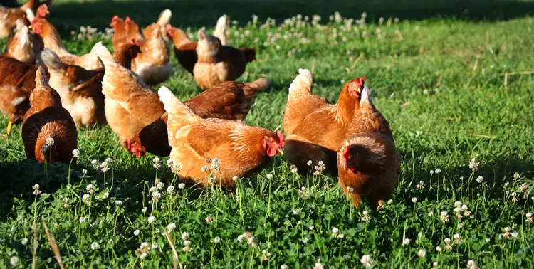 Sixth view of Homely rural property listing, Address available on request