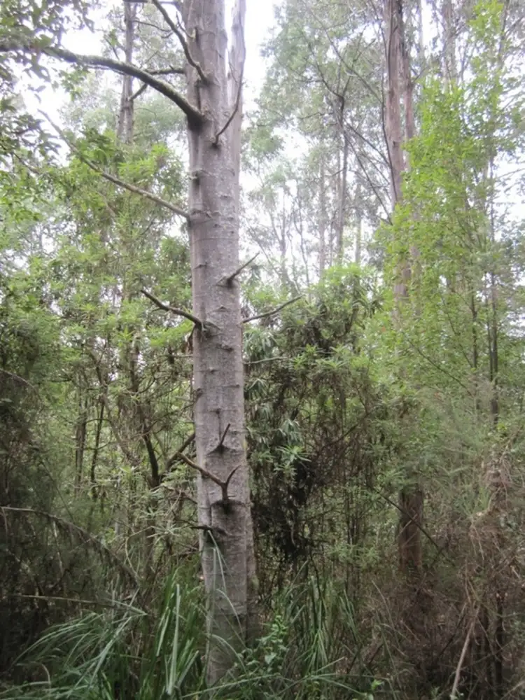 Sixth view of Homely land listing, 8444 Huon Highway, Southport TAS 7109