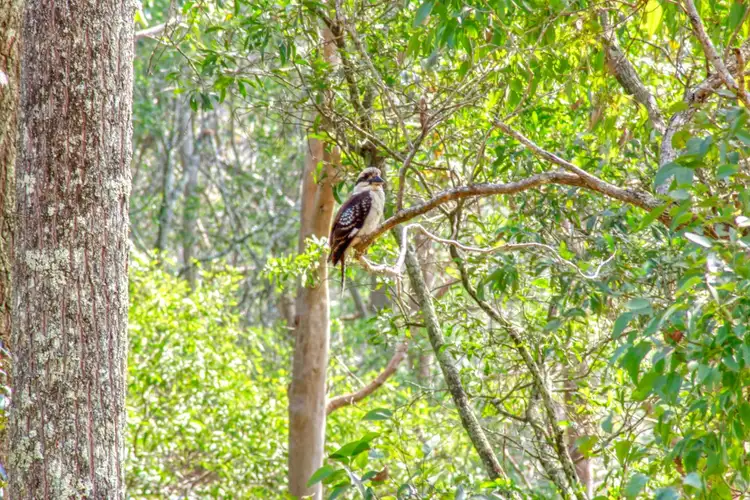 Seventh view of Homely land listing, 80 Kamala Drive, Pullenvale QLD 4069