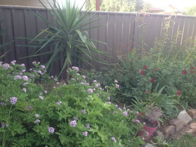Fifth view of Homely house listing, 12 Stewart Street, Numurkah VIC 3636