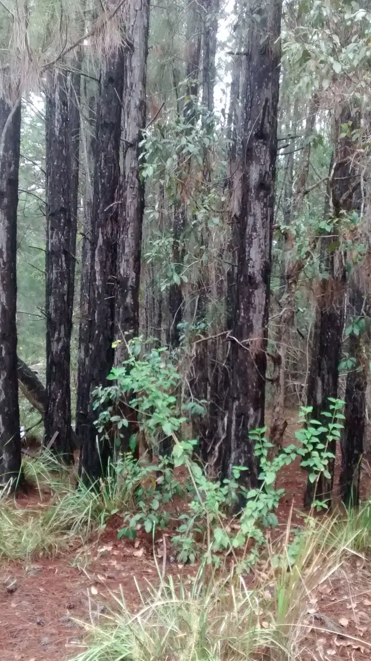 Fifth view of Homely land listing, Lot 30 Australia Drive, Gulmarrad NSW 2463