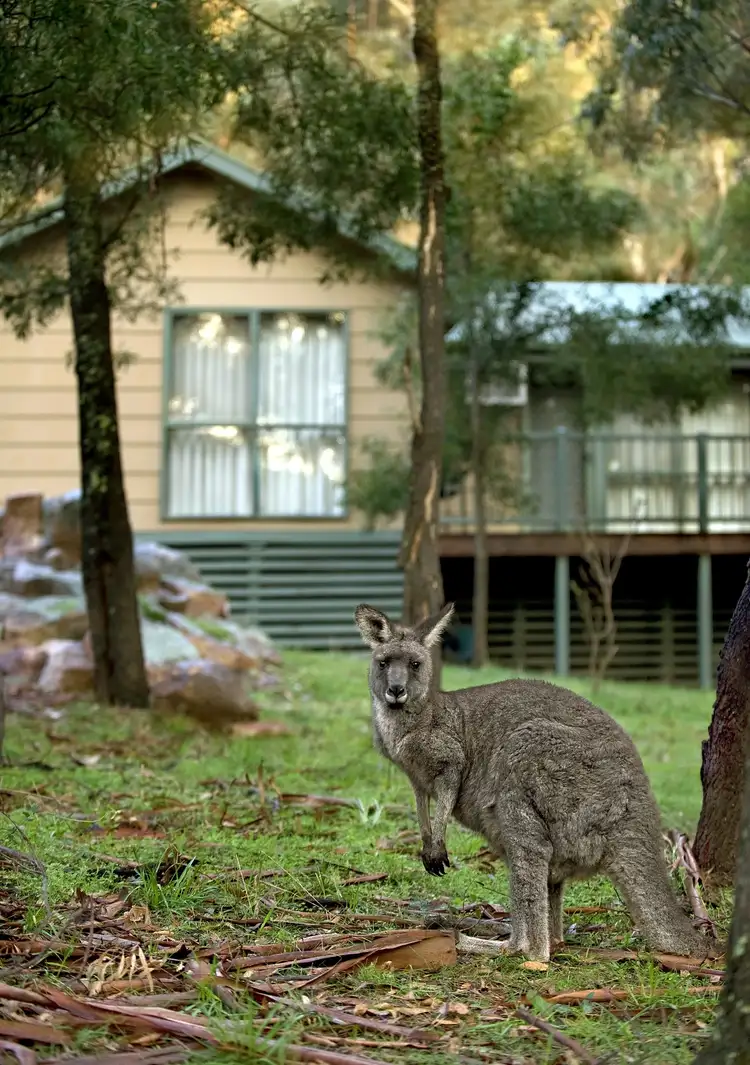 Seventh view of Homely house listing, 46 High Road, Halls Gap VIC 3381