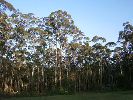 Fourth view of Homely rural property listing, Lot 108 Wetherall Road, Quinninup WA 6258