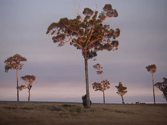 Fifth view of Homely rural property listing, Lot 108 Wetherall Road, Quinninup WA 6258